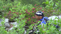 vlcsnap-2013-07-29-20h11m04s46